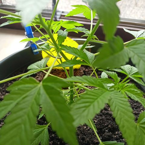 Blue Cheese growlog timeline photo