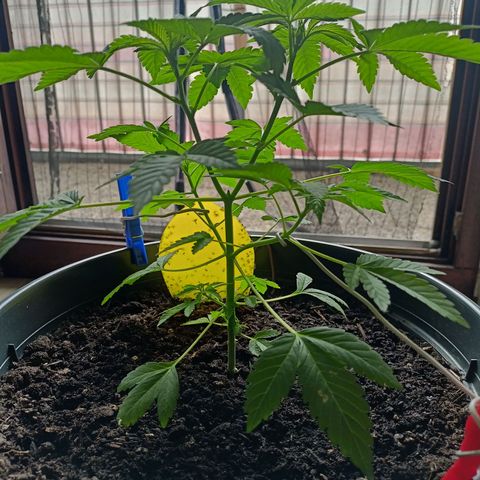 Blue Cheese growlog timeline photo