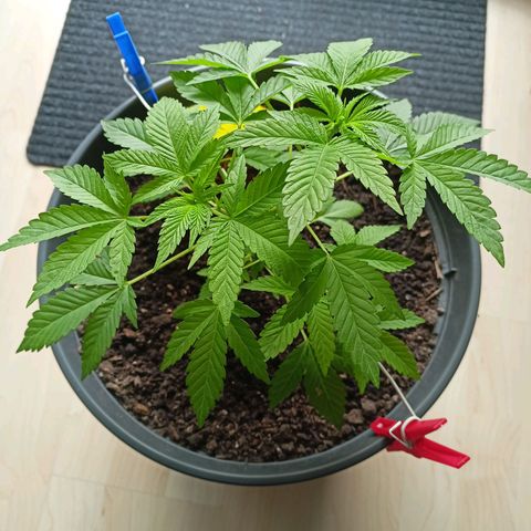 Blue Cheese growlog timeline photo