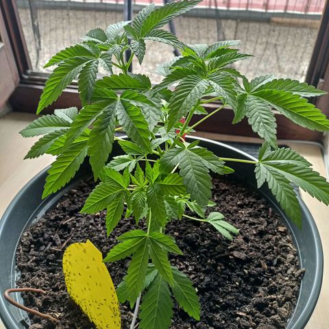 Blue Cheese growlog timeline photo