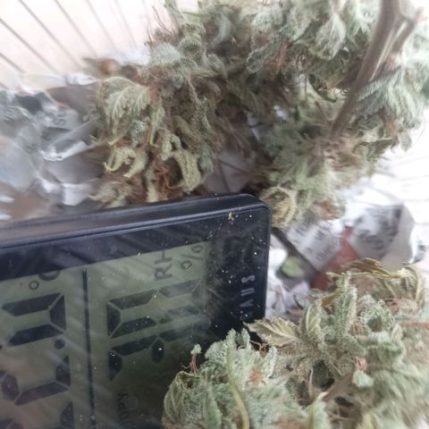 Amnesia Haze Auto  growlog photo: Ca. 10g Trockenblüten. Mega einfach im Anbau und sehr lecker.
