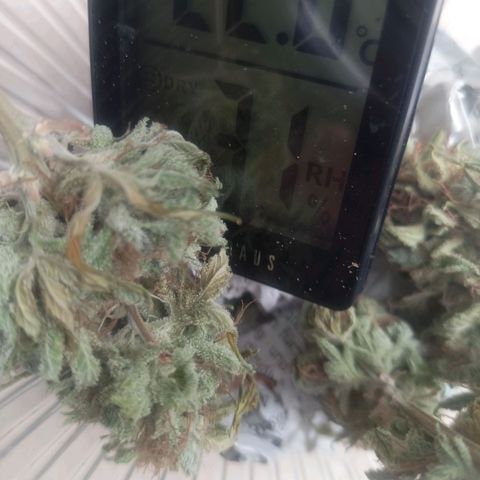 Amnesia Haze Auto  growlog photo: Ca. 10g Trockenblüten. Mega einfach im Anbau und sehr lecker.