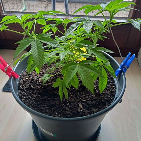 Blue Cheese growlog timeline photo