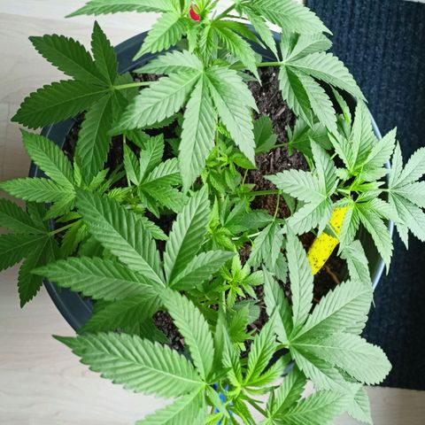 Blue Cheese growlog timeline photo