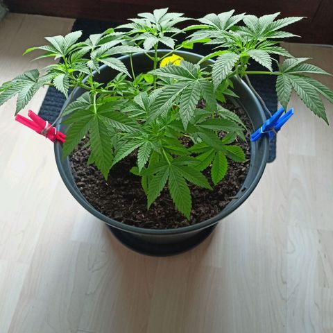 Blue Cheese growlog timeline photo