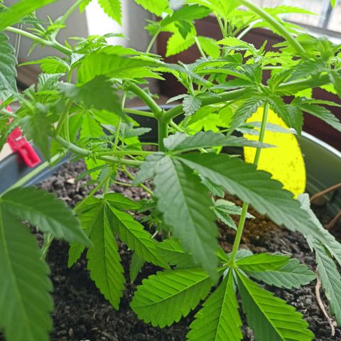 Blue Cheese growlog timeline photo