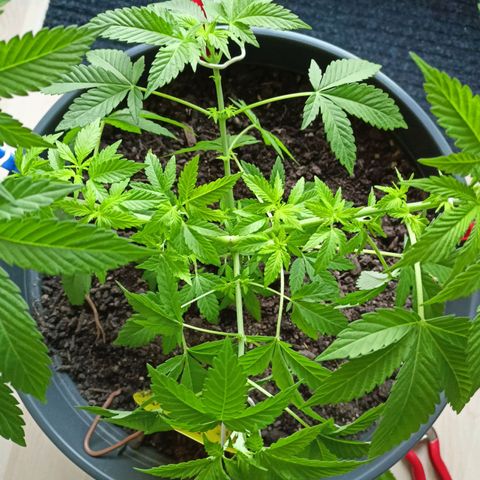 Blue Cheese growlog timeline photo