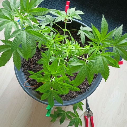 Blue Cheese growlog timeline photo