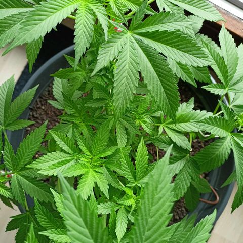 Blue Cheese growlog timeline photo