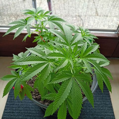 Blue Cheese growlog timeline photo