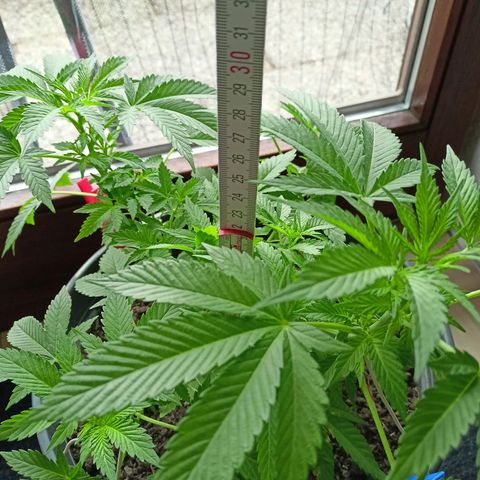 Blue Cheese growlog timeline photo