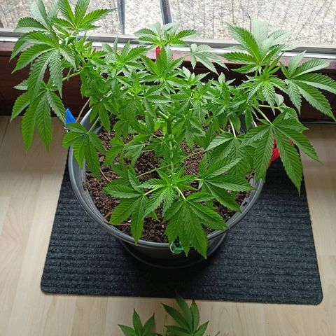 Blue Cheese growlog timeline photo