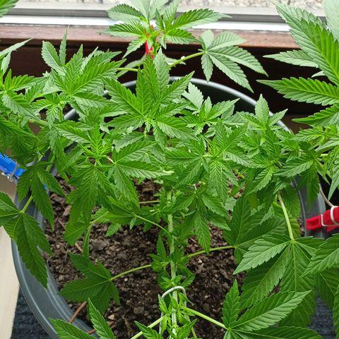 Blue Cheese growlog timeline photo