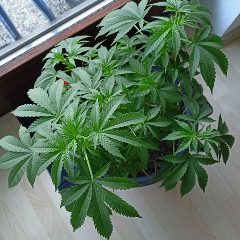 Blue Cheese growlog timeline photo