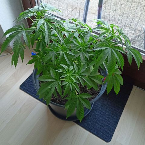Blue Cheese growlog timeline photo
