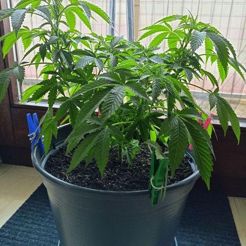 Blue Cheese growlog timeline photo