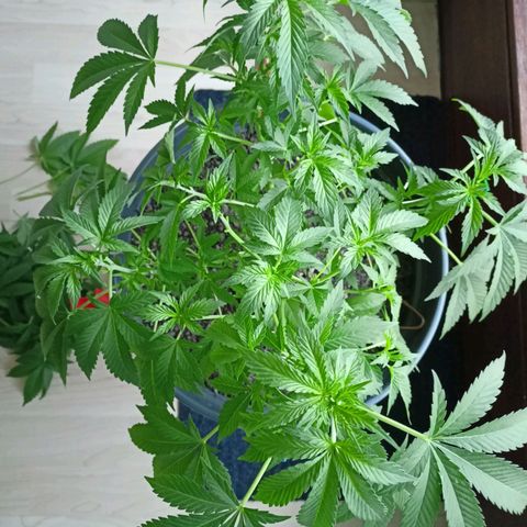 Blue Cheese growlog timeline photo