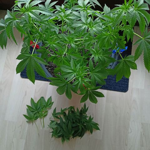 Blue Cheese growlog timeline photo