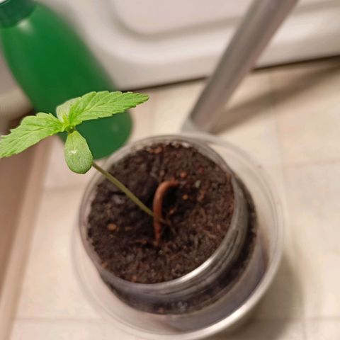 Punchie growlog timeline photo