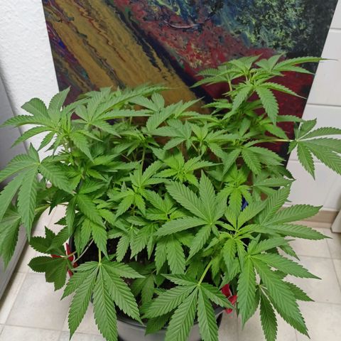 Blue Cheese growlog timeline photo