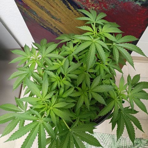 Blue Cheese growlog timeline photo