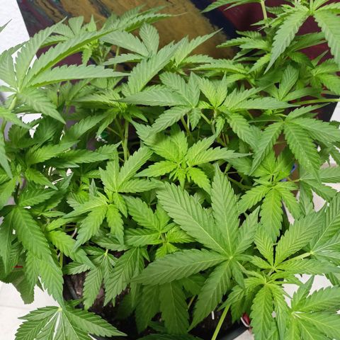 Blue Cheese growlog timeline photo