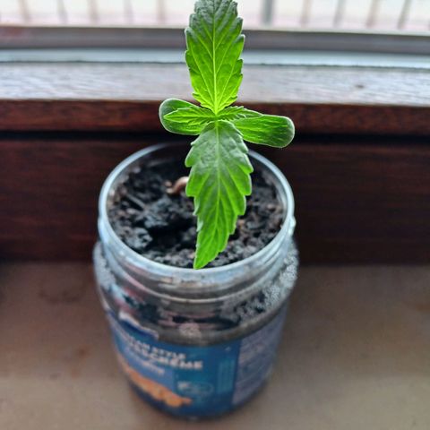 Punchie growlog timeline photo