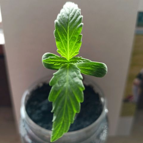 Punchie growlog timeline photo