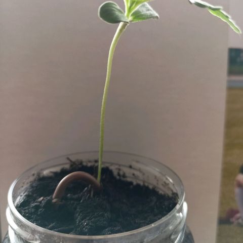 Punchie growlog timeline photo