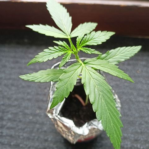 Punchie growlog timeline photo