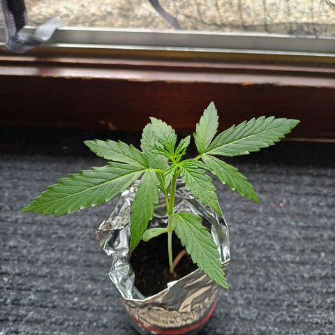 Punchie growlog timeline photo