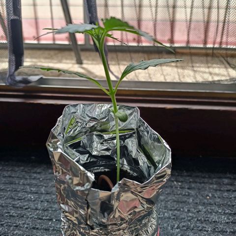Punchie growlog timeline photo