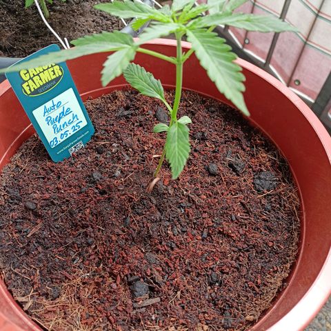 Punchie growlog timeline photo