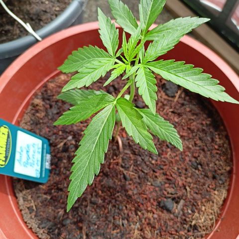 Punchie growlog timeline photo