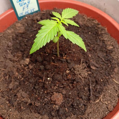 Milky Way F1 (gift ✌️) growlog timeline photo