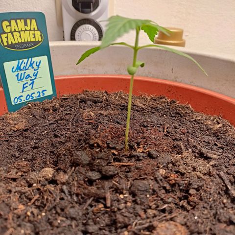 Milky Way F1 (gift ✌️) growlog timeline photo