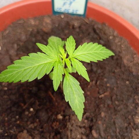 Milky Way F1 (gift ✌️) growlog timeline photo