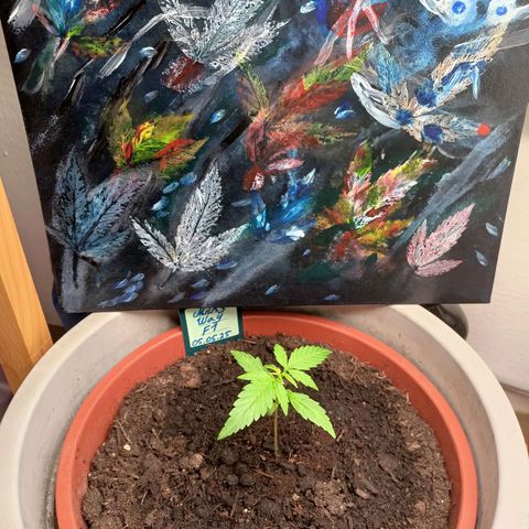 Milky Way F1 (gift ✌️) growlog timeline photo