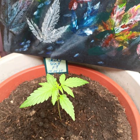 Milky Way F1 (gift ✌️) growlog timeline photo