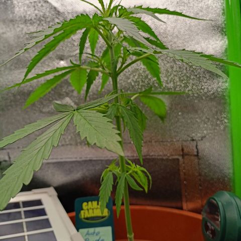 Punchie growlog timeline photo