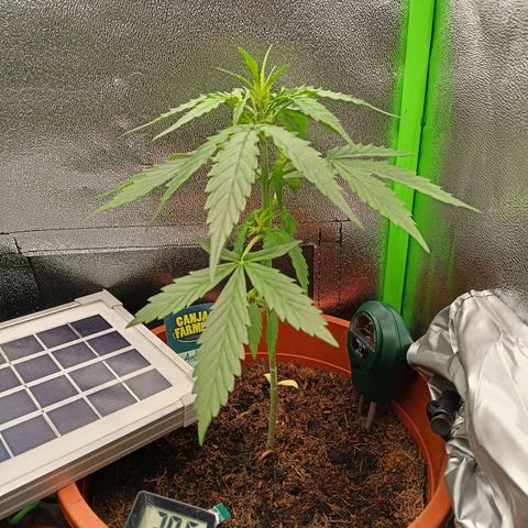 Punchie growlog timeline photo