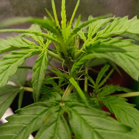 Punchie growlog timeline photo