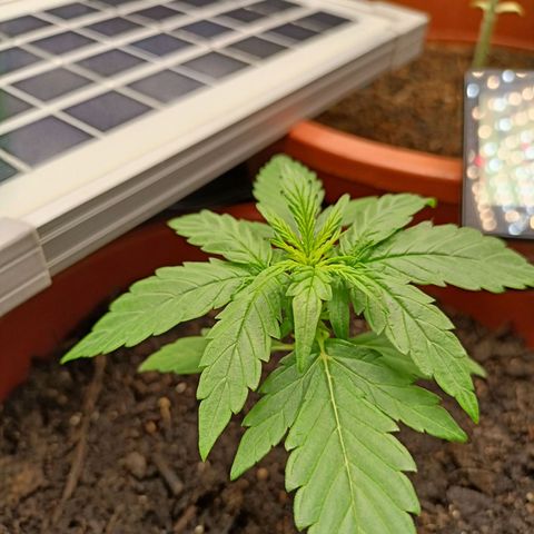 Milky Way F1 (gift ✌️) growlog timeline photo