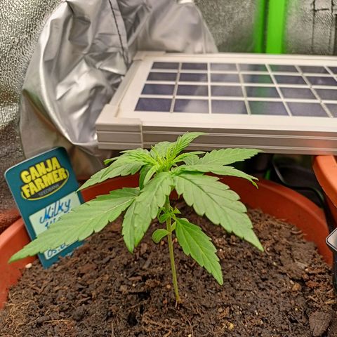 Milky Way F1 (gift ✌️) growlog timeline photo