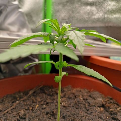 Milky Way F1 (gift ✌️) growlog timeline photo