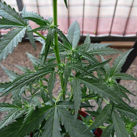 Punchie growlog timeline photo
