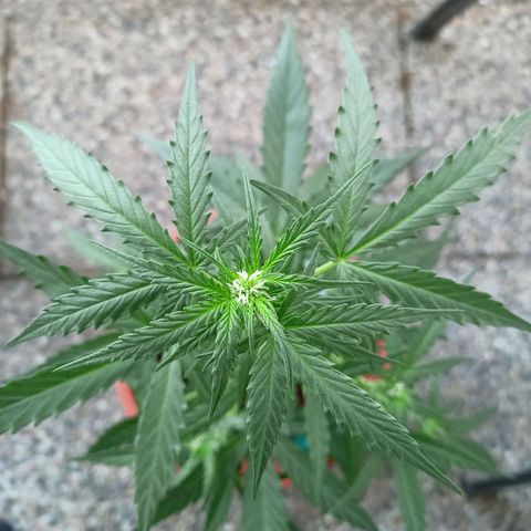 Punchie growlog timeline photo