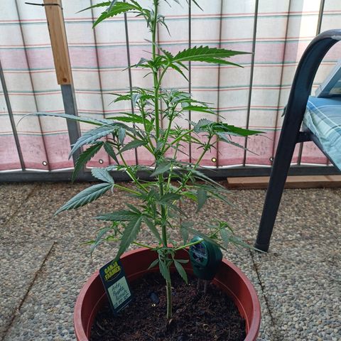 Punchie growlog timeline photo