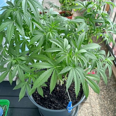 Blue Cheese growlog timeline photo
