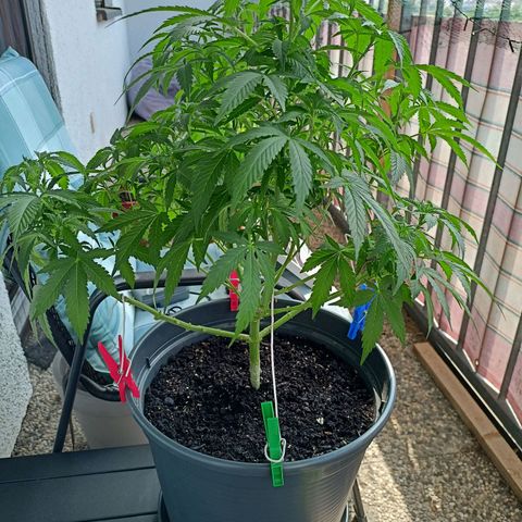 Blue Cheese growlog timeline photo